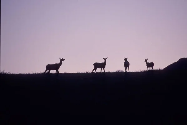 Alce Naturaleza — Foto de Stock