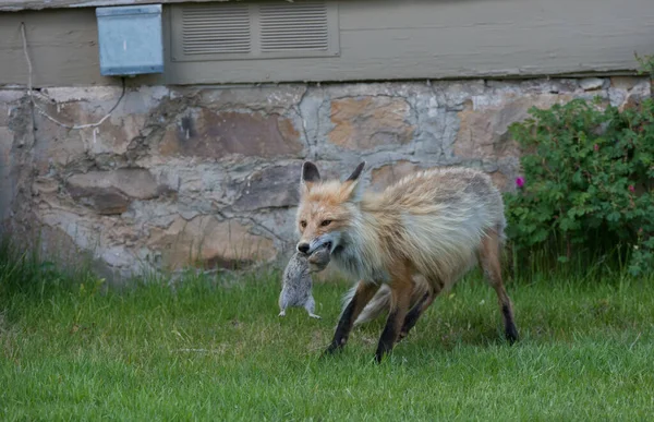 公園で草の上のかわいい赤いキツネ — ストック写真