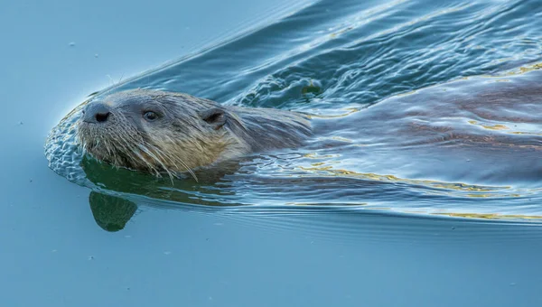 Closeup Wild Otter Nature — Stock Photo, Image