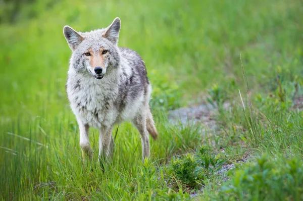 Coyote Het Wild — Stockfoto