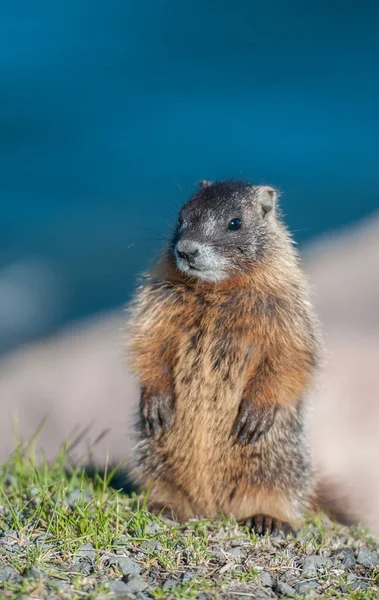 Gros Plan Marmotte Dans Nature Sauvage — Photo