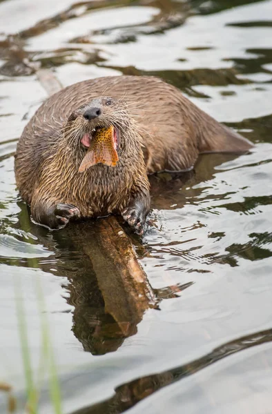 Loutres Sauvages Gros Plan Dans Nature — Photo