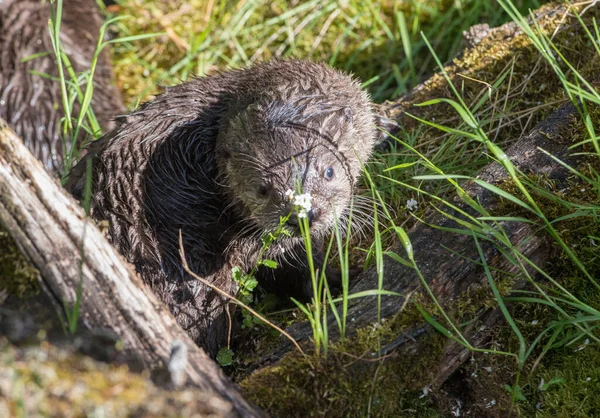 Fischotter Freier Natur — Stockfoto