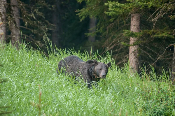 Grizly Orso Natura — Foto Stock