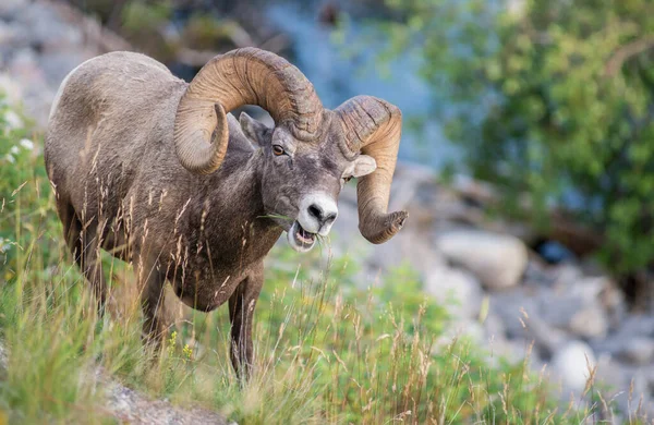 野生のビッグホーンの羊 — ストック写真