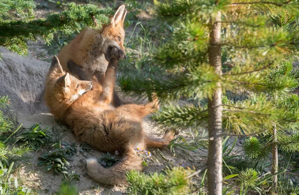 Rotfuchs Freier Wildbahn — Stockfoto