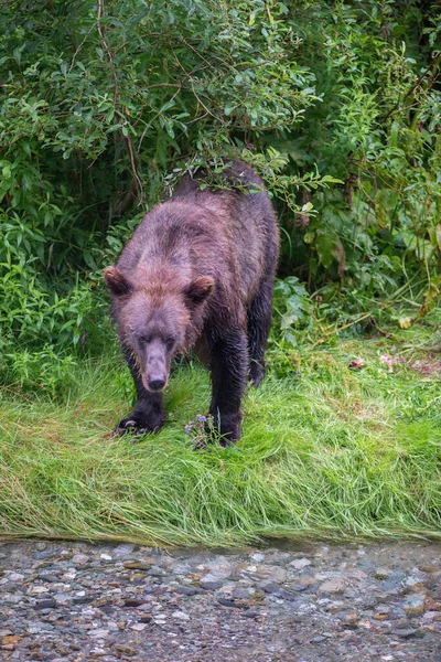 Niedźwiedź Grizzly Dziczy — Zdjęcie stockowe