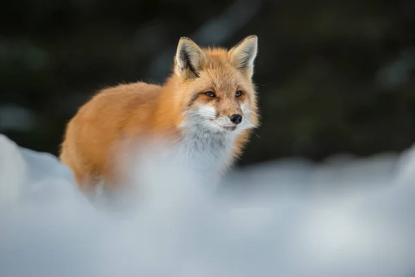 Volpe Rossa Natura — Foto Stock