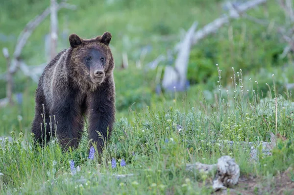 Grizly Ours Dans Nature — Photo