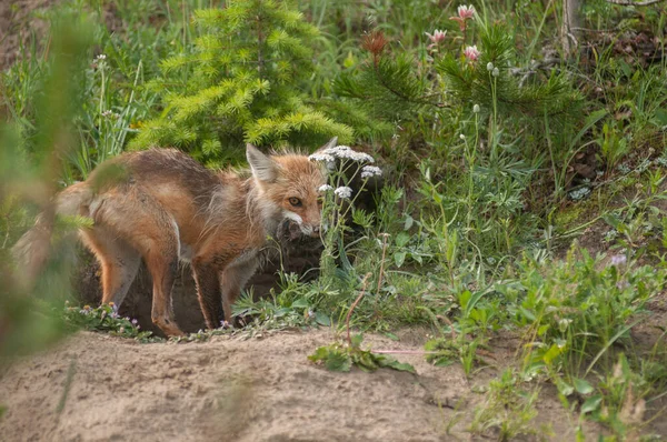 Cute Red Foxes Grass Park — Stock Photo, Image