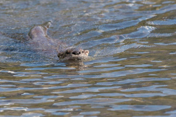 Close Rivier Otter Wilde Natuur — Stockfoto