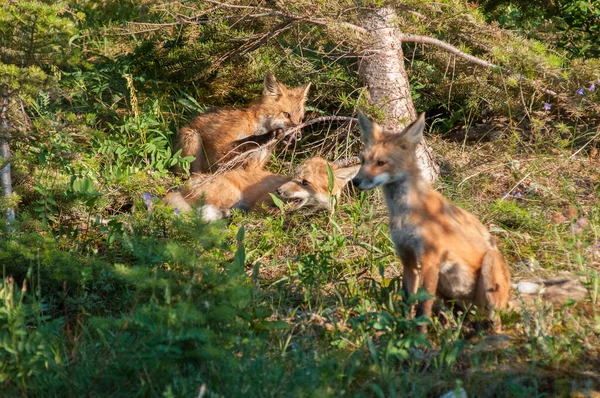 Cute Red Foxes Grass Park — Stock Photo, Image