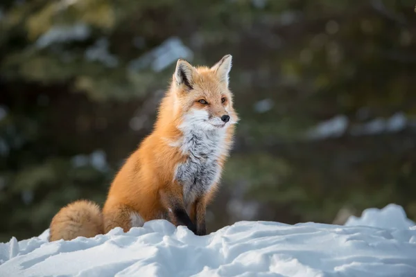 Renard Roux Dans Nature — Photo