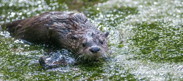 River Otter Wild Nature — Stock Photo, Image