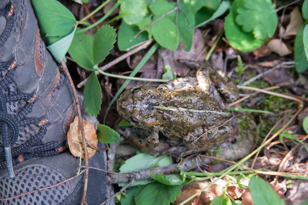 野生のヒキガエル — ストック写真