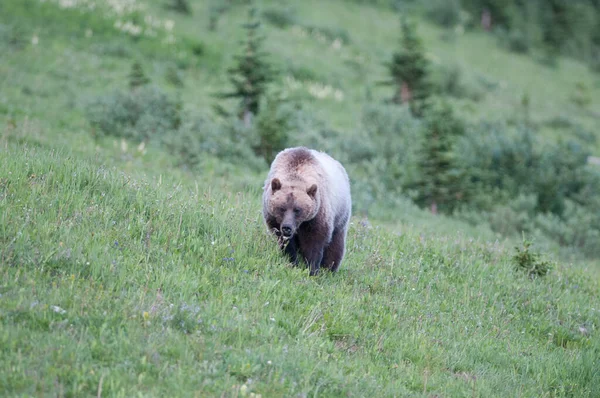 Barna Grizzly Medve Vad Természetben — Stock Fotó