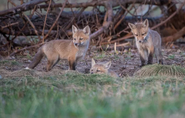 Mignon Renards Rouges Sur Herbe Nature Sauvage — Photo