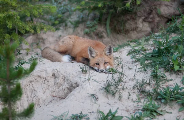 Lindos Zorros Rojos Hierba Naturaleza Salvaje — Foto de Stock