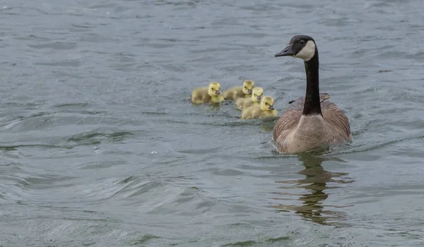 Goose Wild — Stock Photo, Image