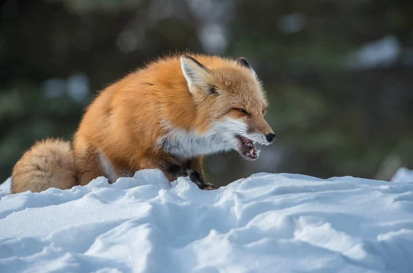 Volpe Rossa Natura — Foto Stock