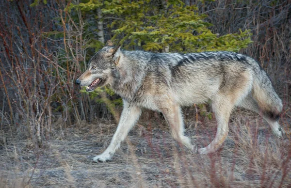 Γκρίζος Λύκος Στην Άγρια Φύση Ίασπη Κανάδα — Φωτογραφία Αρχείου