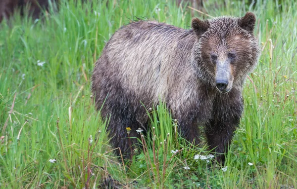 カナダの荒野でグリズリークマ — ストック写真