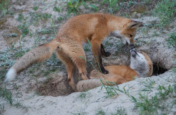 Mignon Renards Rouges Sur Herbe Parc — Photo