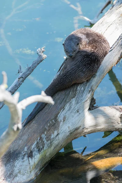 Primer Plano Nutria Salvaje Naturaleza — Foto de Stock