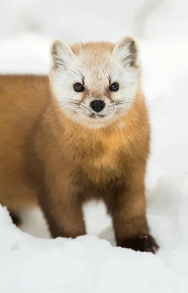 Pine Marten Wandelen Sneeuw Banff National Park Alberta Canada — Stockfoto