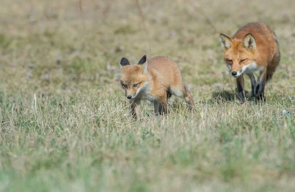 Rode Vos Het Wild — Stockfoto