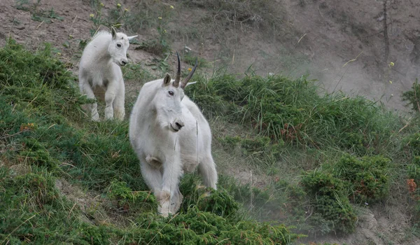 Mountain Goats Mor Och Barn Vildmark Nationalpark Jaspis Kanada — Stockfoto