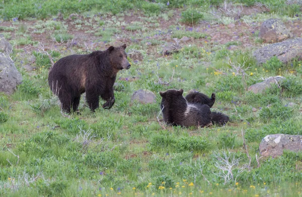 Urso Pardo Natureza — Fotografia de Stock