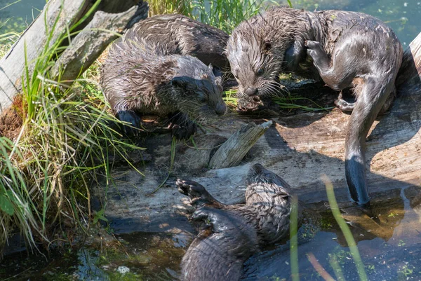 wild otters in wild nature