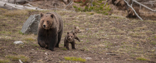 Медведь гризли в Йеллоустоне
