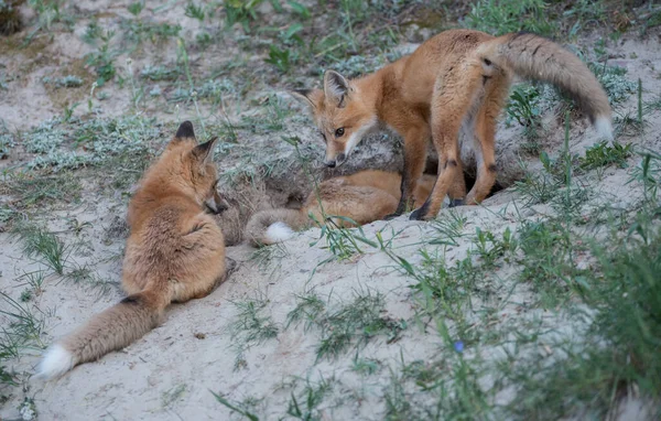 公園で草の上のかわいい赤いキツネ — ストック写真