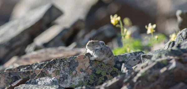 Pika Natureza — Fotografia de Stock