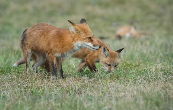 Rotfuchs Kanada — Stockfoto