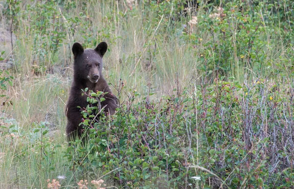 Filhote Urso Preto Natureza — Fotografia de Stock