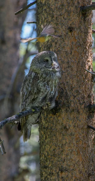 Grand Hibou Gris Dans Nature Sauvage Alberta Canada — Photo