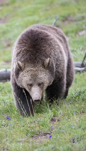 灰熊在野外 — 图库照片