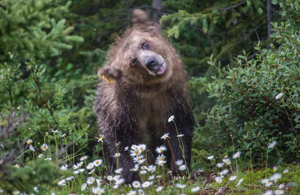Medvěd Grizzly Kanadské Divočině — Stock fotografie