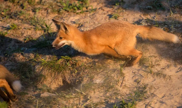 Cute Red Foxes Grass Wild Nature — Stock Photo, Image