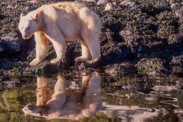 Duch Niedźwiedź Great Bear Rainforest — Zdjęcie stockowe