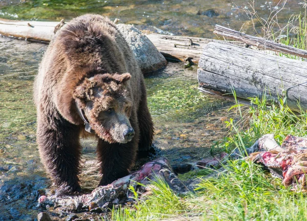 Шрам Медведя Гризли — стоковое фото