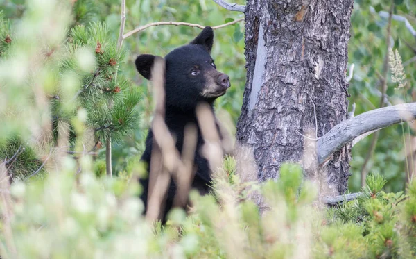 Cucciolo Orso Nero Natura — Foto Stock