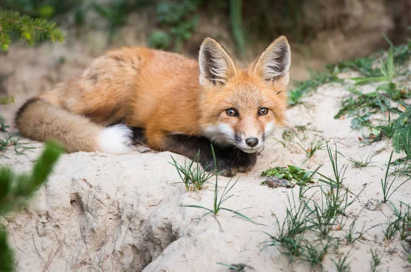 Cute Red Foxes Grass Park — Stock Photo, Image