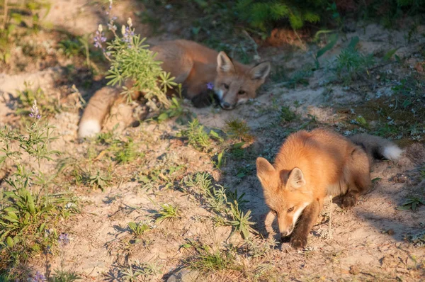 野生の赤狐 — ストック写真