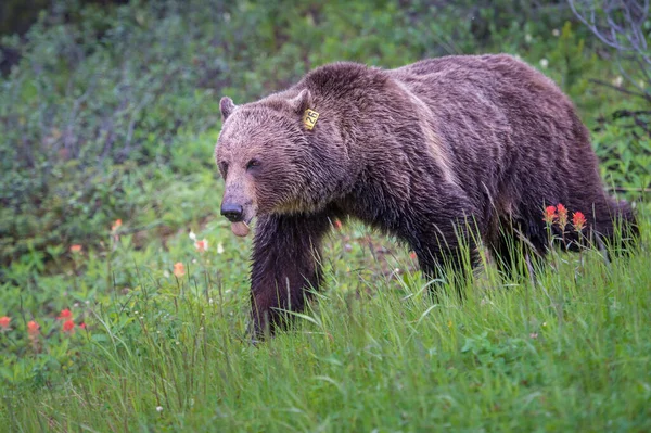 Niedźwiedź Grizzly Kanadyjskiej Dziczy — Zdjęcie stockowe