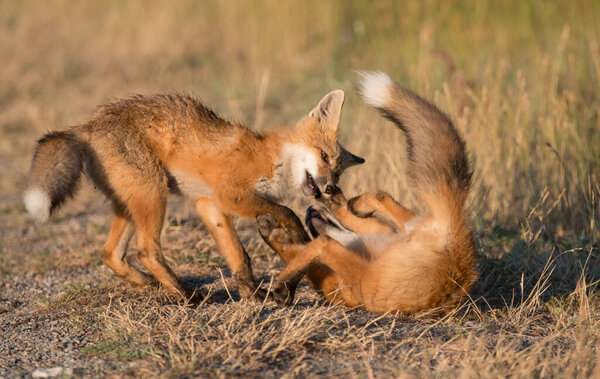 cute red foxes on grass at wild nature