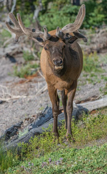 Elk Wild — Stock Photo, Image